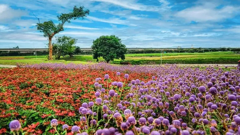 大佳河濱公園- flowers blooming at Riverside Park in Taipei , Taiwan